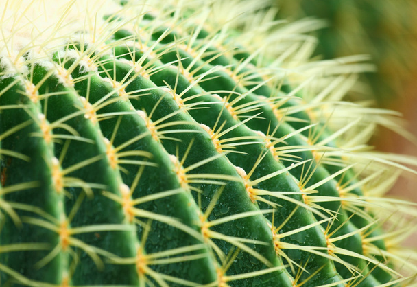 Cactus - Foto, immagini