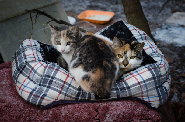 Domestic short-haired cats. Stray cats in Saint Petersburg survive winter outdoors. Community cats stray or feral cats, are well-suited to living outdoors usually in close proximity to humans. - Photo, Image