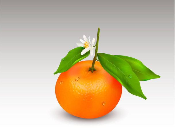 Single citrus fruit mandarin or tangerine on branch with green leaves and white blooming flower isolated on a white background. Realistic Vector Illustration - Vector, Image