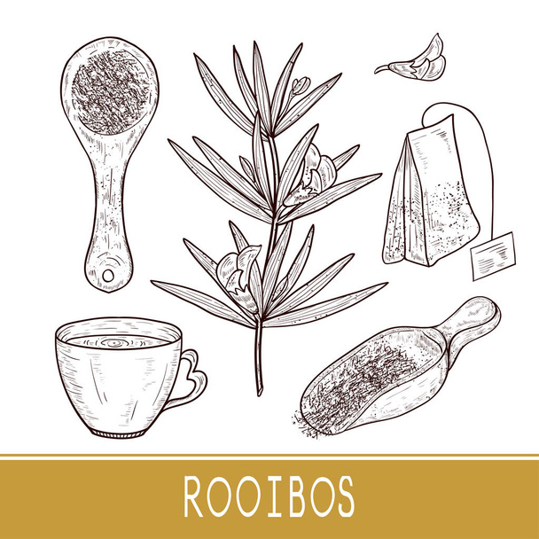 Rooibos. A növény. Gombóc kupa, tasak, tea. Vázlat. Készlet. - Vektor, kép