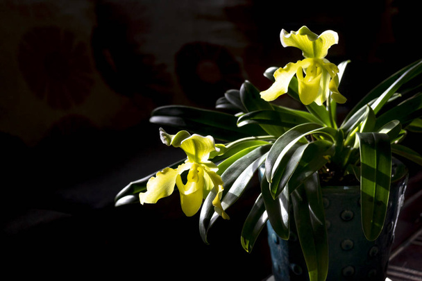 Venus zapatilla flor orquídeas o orquídeas paphiopedilum sobre el fondo negro
 - Foto, imagen