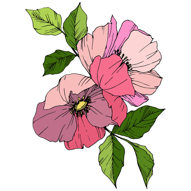 Vector Pink rosa canina. Floral botanical flower. Engraved ink art. Isolated rosa canina illustration element. - Вектор,изображение