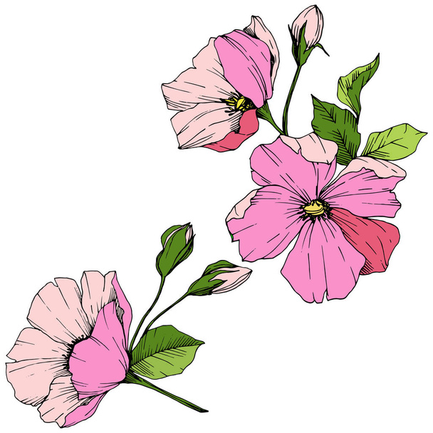 Vector roze rosa canina. Floral botanische bloem. Gegraveerde inkt art. Geïsoleerde rosa canina afbeelding element. - Vector, afbeelding