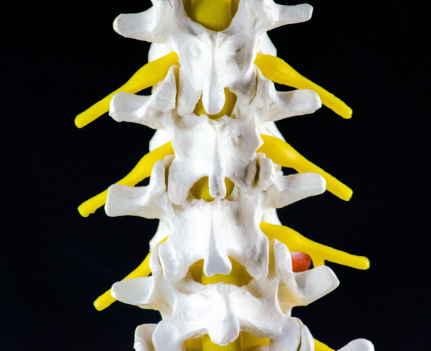 脊椎椎体モデル - 写真・画像