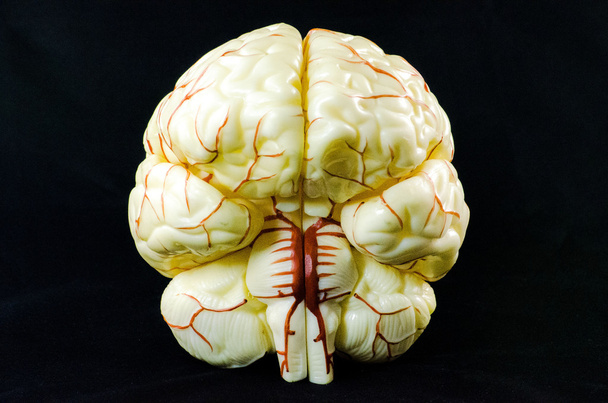 Modelo cerebral
 - Foto, Imagem