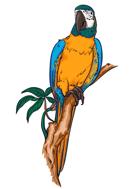 Parrot macaw on a branch - Vector, Image