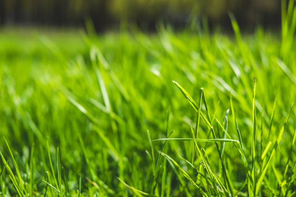 Spring or summer background with bright green grass. - 写真・画像
