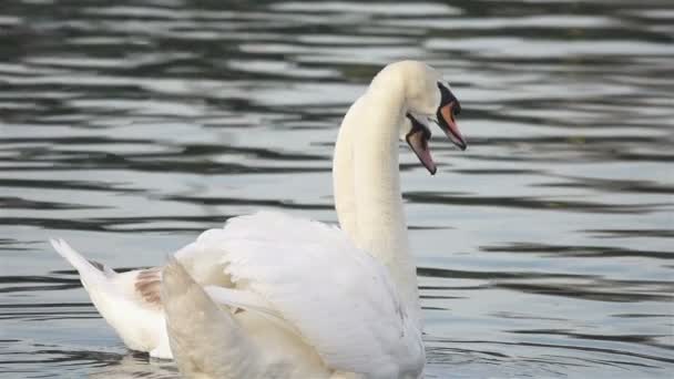Batido de cisne macho y hembra en el río
 - Metraje, vídeo