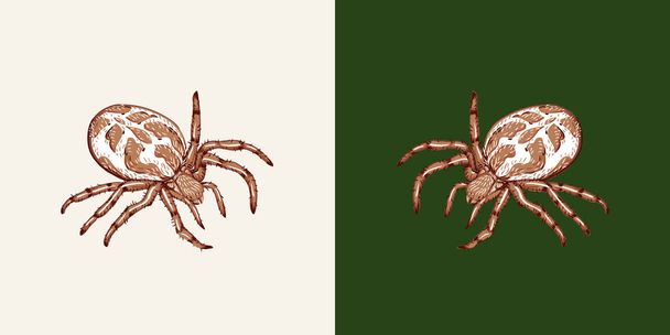 Spider on a white background and spider a green background. Spider close-ups isolated. - Vector, Image