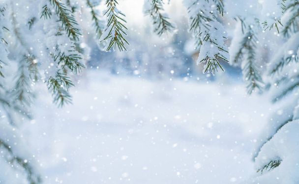 冬の背景。クリスマス ツリーの雪に覆われた枝でデザインの背景. - 写真・画像