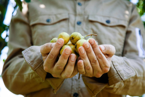 Summer vegetable garden concept with gardener harvesting ripe pears. Fresh fruit - Zdjęcie, obraz