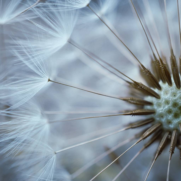                                Doğa Bahçe en soyut ve güzel karahindiba çiçeği - Fotoğraf, Görsel