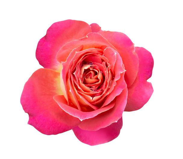 Rosa bonita com gota de água isolada no fundo branco
 - Foto, Imagem