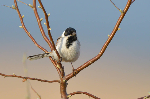 Common Reed Bunting (Emberiza schoeniclus) on a tree - Photo, Image