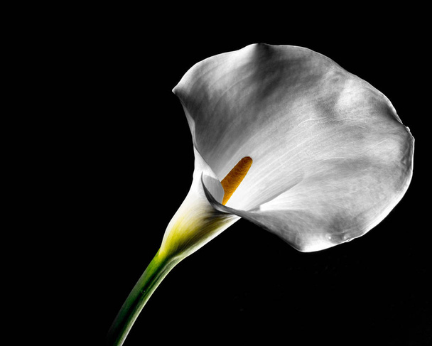Selektywny fokus na pięknie podświetlany biały calla lily-po stronie góry, studio strzał - Zdjęcie, obraz