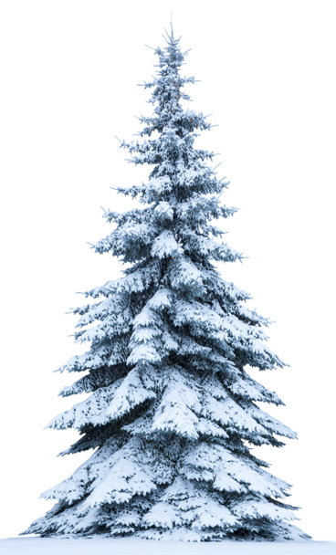 Kerstboom in sneeuw geïsoleerd op een witte achtergrond. Fir tree zonder decoratie. - Foto, afbeelding