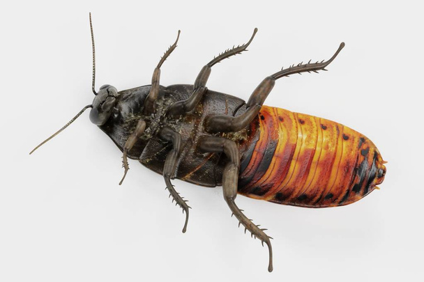 Realista 3D renderizado de cucaracha silbante
 - Foto, Imagen
