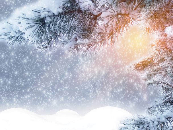 winter christmas background with snow fir branches cones frozen berries - Photo, Image