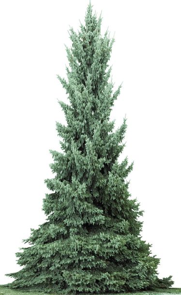 Christmas tree, isolated on white  background. Fir tree without decoration. - Photo, Image