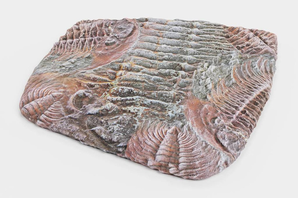 3D réaliste Render of Trilobite Fossil
 - Photo, image