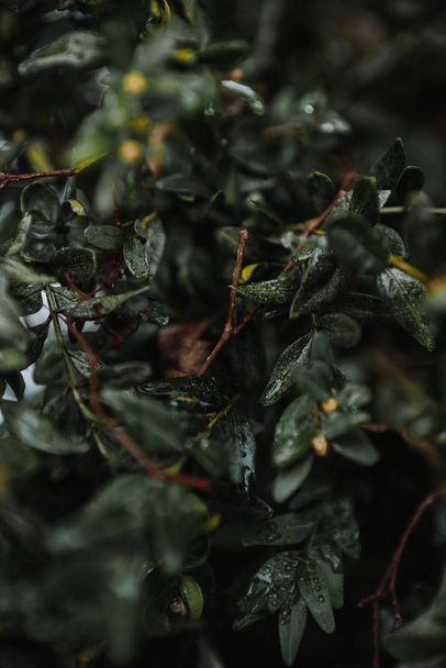 dark green plant branches with leaves  - Foto, afbeelding