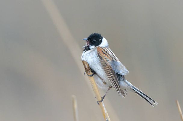 Common reed bunting (Emberiza schoeniclus) on a reed stick - Photo, Image