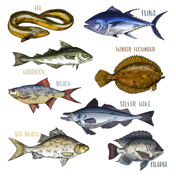 Trophy signboards with sea and river fish - Vetor, Imagem
