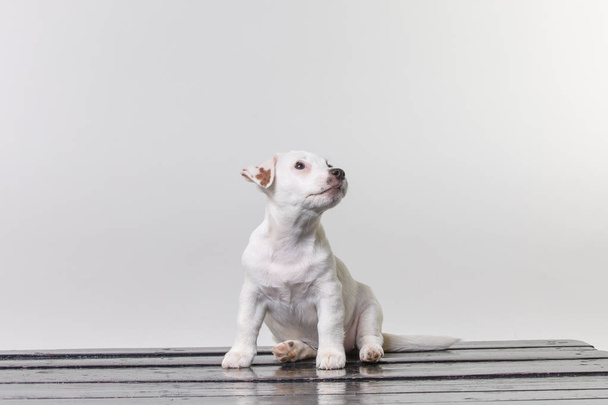 Small terrier puppy in studio - Fotografie, Obrázek