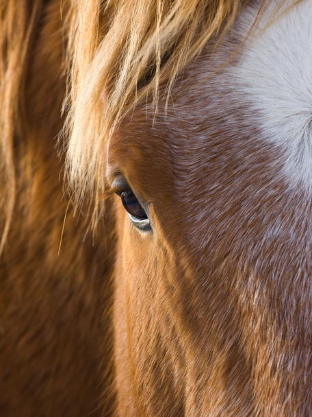 krásný kůň oko - Fotografie, Obrázek