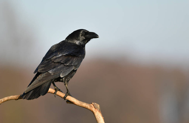 Corbeau noir assis sur une branche, gros plan
 - Photo, image