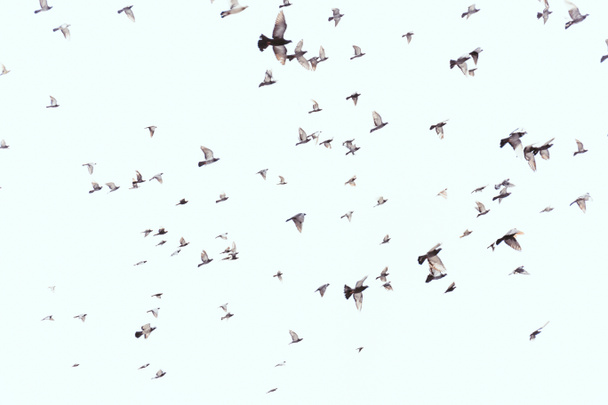 cornice piena di uccelli selvatici che volano in cielo blu chiaro
 - Foto, immagini