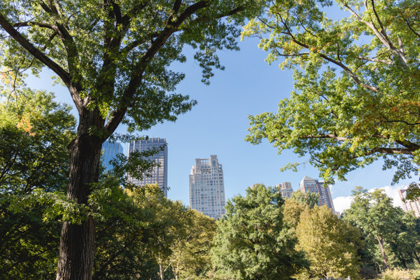 urban scene with trees in city park and skyscrapers in new york, usa - Fotoğraf, Görsel