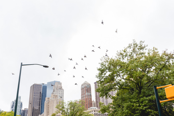 urban scene with flying birds and trees in city park and skyscrapers in New york, usa
 - Фото, изображение