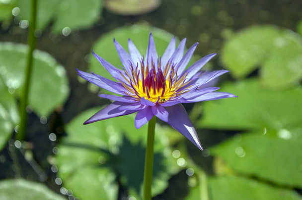 Nymphaea caerulea zanzibarensis water lily plant in bloom, beautiful flowering lotus flowers in ornamental decorative garden pond - Фото, изображение