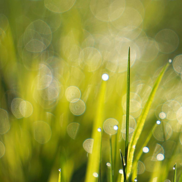                              sadepisarat on vihreä ruoho kasvi puutarhassa luonnossa
   - Valokuva, kuva