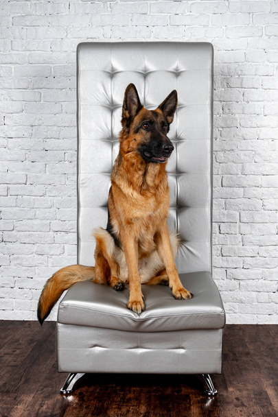 Duitse herder zittend op een leerstoel. Hoe te een hond om te onderwijzen. Huisdier bederft het meubilair, tranen op de stoel (bekleding), shits. - Foto, afbeelding
