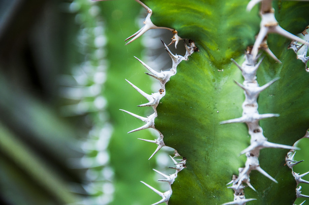 cactus with spikes - Φωτογραφία, εικόνα