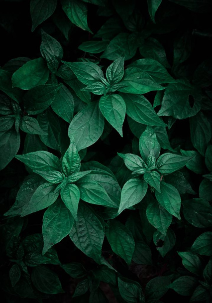 the abstract green plant leaves in the garden in the nature - Fotografie, Obrázek