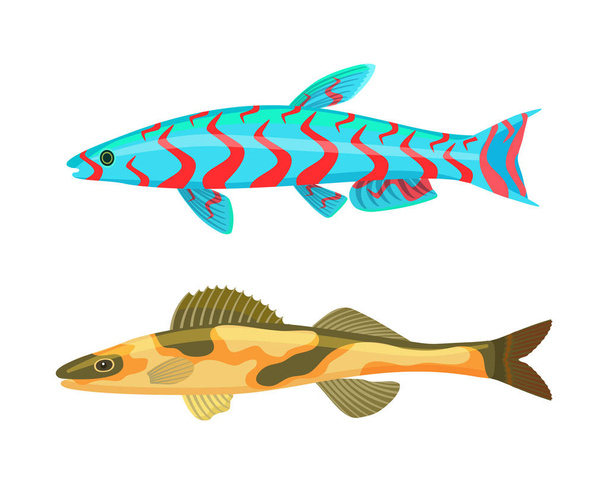 Cirrhitops Fasciatus Fish Set Vector Illustration - Vettoriali, immagini