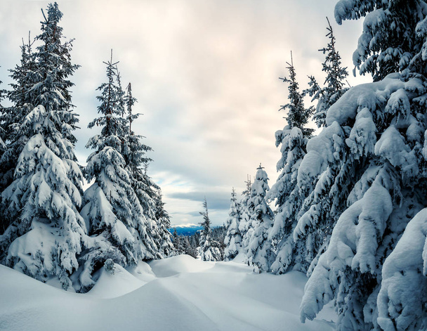 χειμερινό δάσος και βαθύ χιόνι παρασύρεται - Φωτογραφία, εικόνα