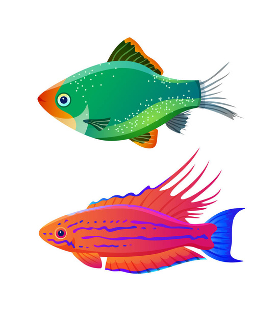 Filamented flasher wrasse and green tiger barb - Vecteur, image