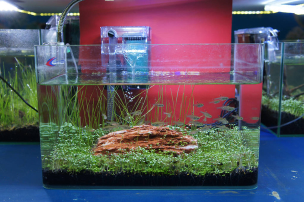 Aquascape y terrario de diseño con grupo de peces pequeños en un pequeño acuario de vidrio. Mostrado para el público
.  - Foto, imagen