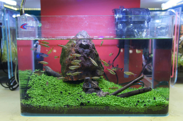 Aquascape and terrarium design with group of small fish in a small glass aquarium. Displayed for public.  - Photo, Image