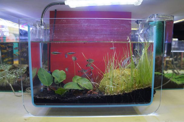 Complete en terrarium ontwerpen met kleine vissen in een kleine glazen aquarium. Weergegeven voor publiek.  - Foto, afbeelding
