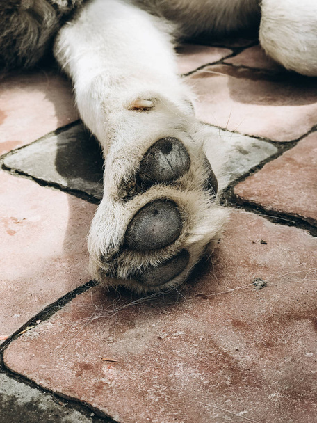 аляскинський малайт. портрет собаки
.  - Фото, зображення