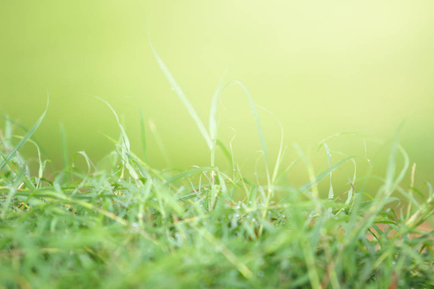 Bokeh Of Green Grass, Beauty Nature Background, Spring Or Summer And Abstract Green Nature Background - Photo, Image