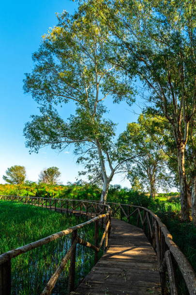 Деревянный мост через реку среди зеленых деревьев и травы
 - Фото, изображение