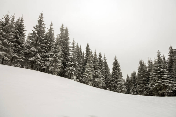 Montaña de invierno blanco y negro Año Nuevo Paisaje navideño. Pinos altos cubiertos de heladas en la nieve profunda y clara en el bosque de invierno
. - Foto, imagen