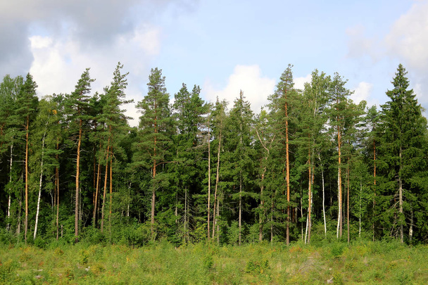 Beautiful scenic view of pine forest in Estonia - Foto, Imagem