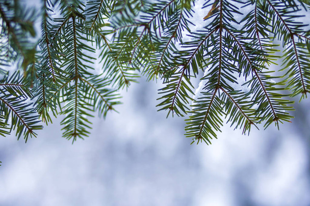Borovicové větve se zelenými jehličkami pokryté hlubokým čerstvým sněhem na rozmazaném modrém pozadí kopírují prostorové pozadí. Veselé Vánoce a šťastný Nový rok blahopřání. Měkký světelný efekt. - Fotografie, Obrázek
